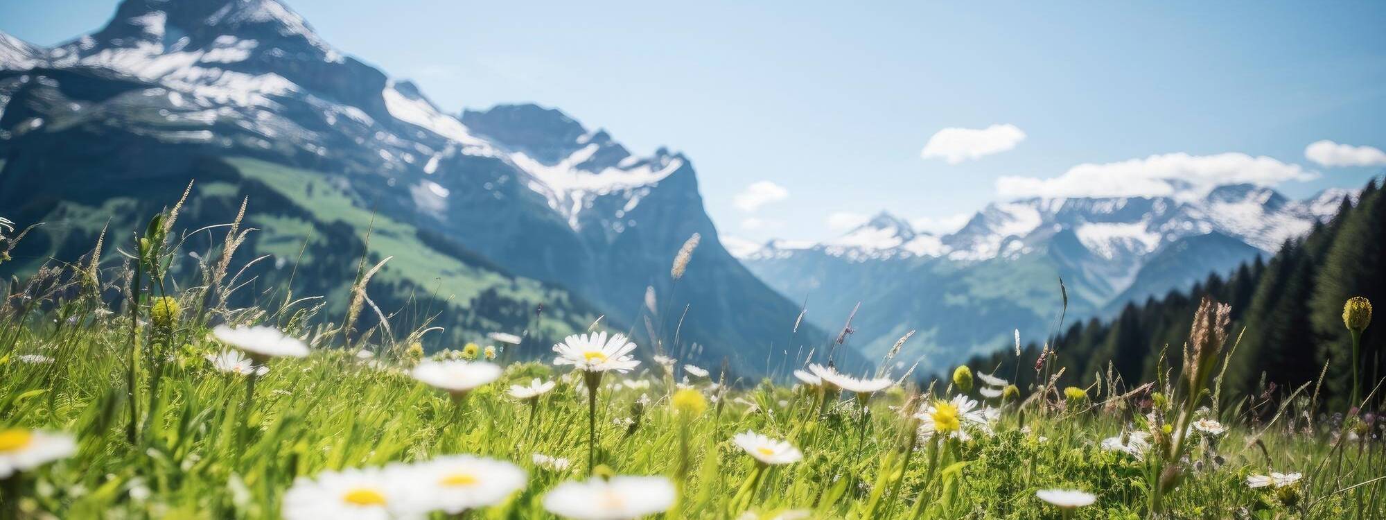 FeWo Sommerurlaub - Hohe Salve